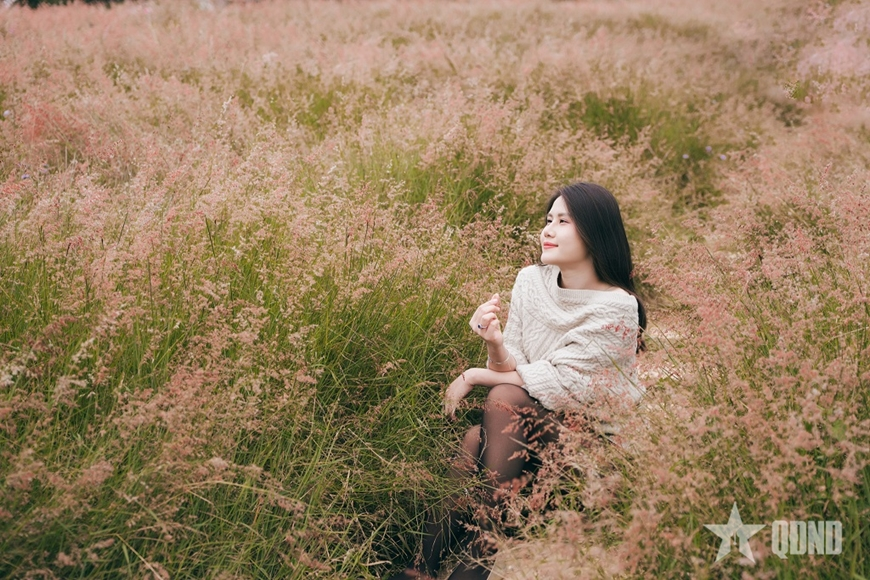 Pink grass hill adds new winter highlight to Moc Chau tourism